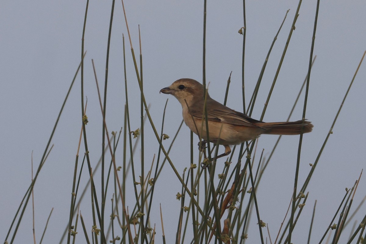 Сорокопуд рудохвостий (підвид isabellinus) - ML646280378