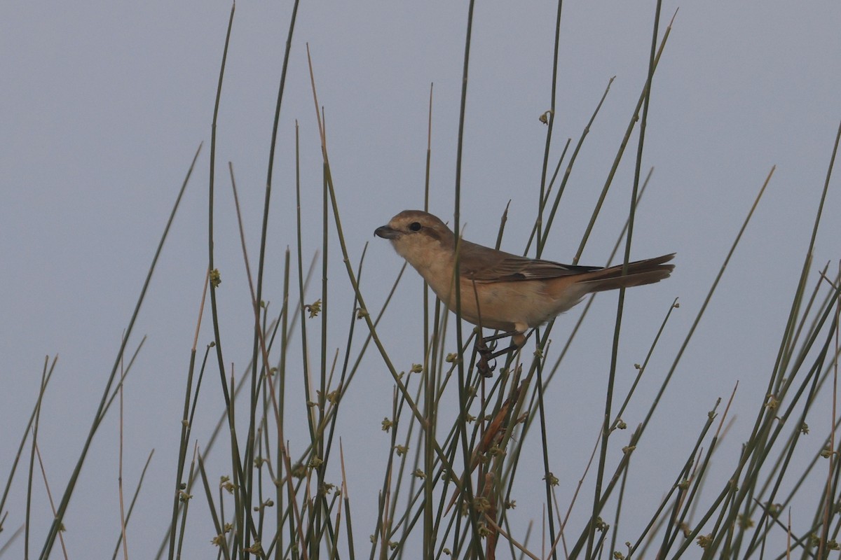Сорокопуд рудохвостий (підвид isabellinus) - ML646280379