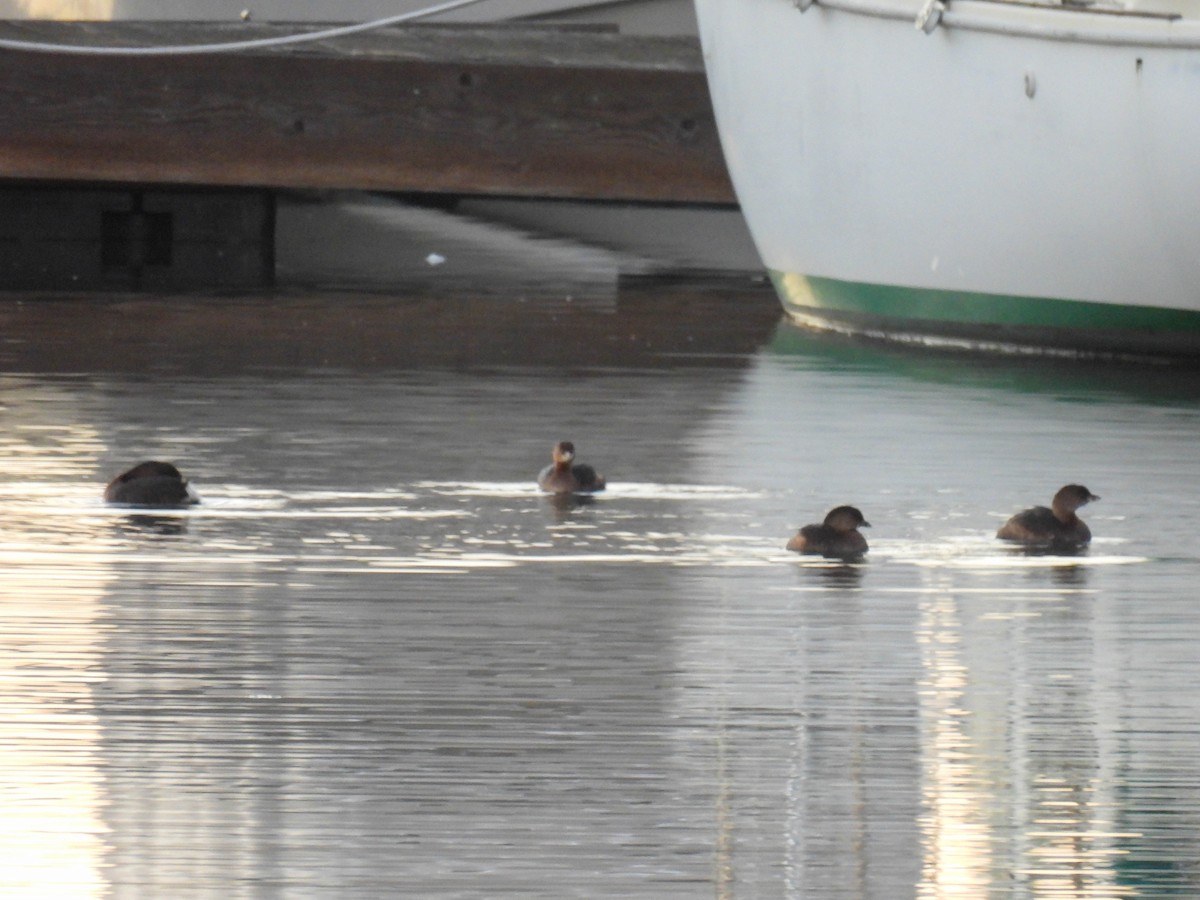 Пірникоза рябодзьоба - ML646280380