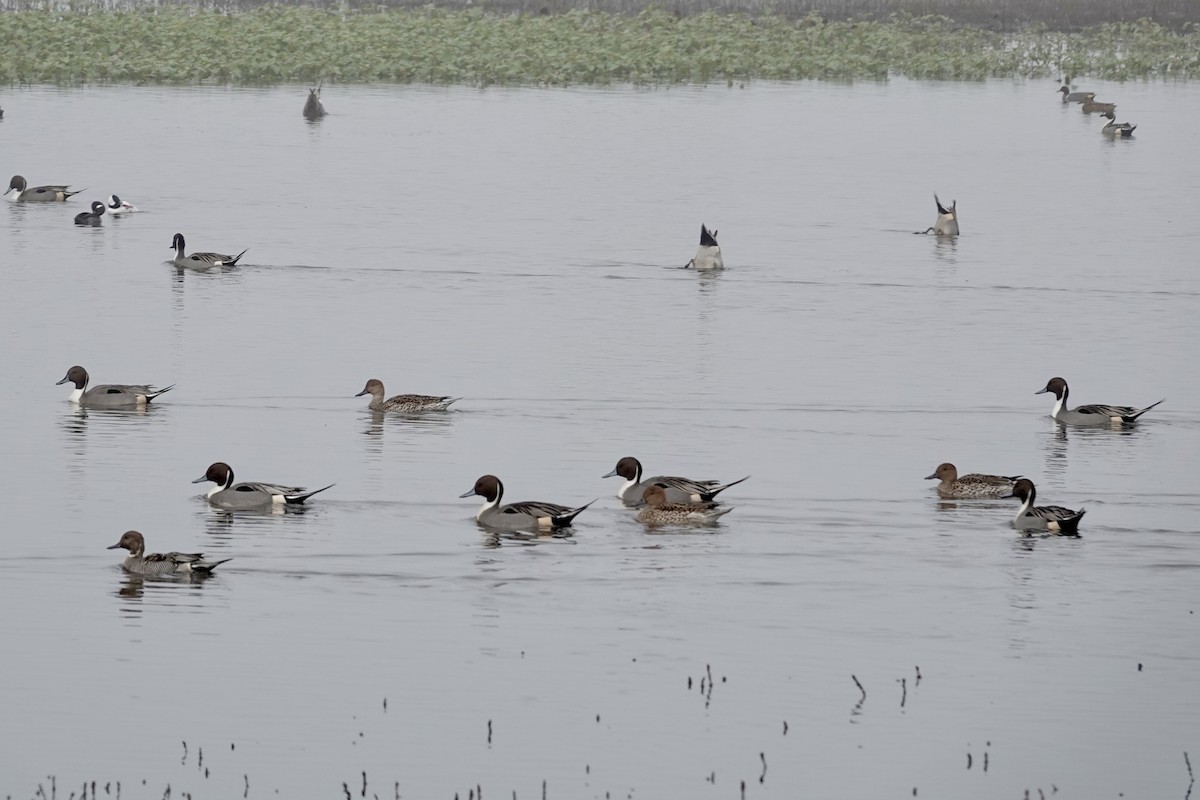Шилохвіст північний - ML646280381
