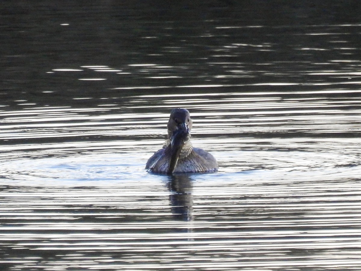 Пірникоза рябодзьоба - ML646280382