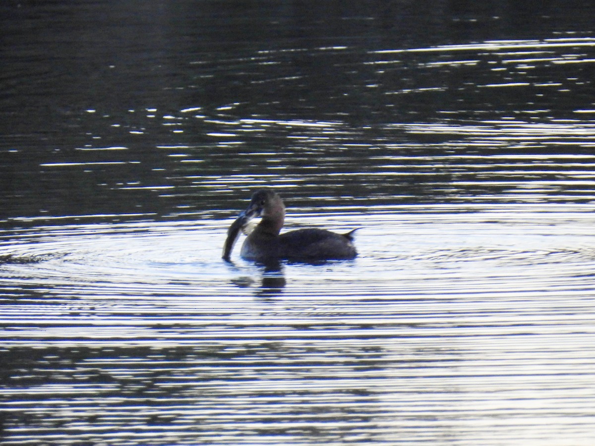 Пірникоза рябодзьоба - ML646280383