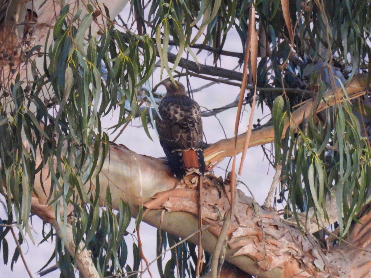 Busardo Colirrojo - ML646280387