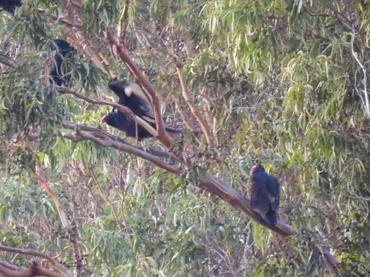Turkey Vulture - ML646280398