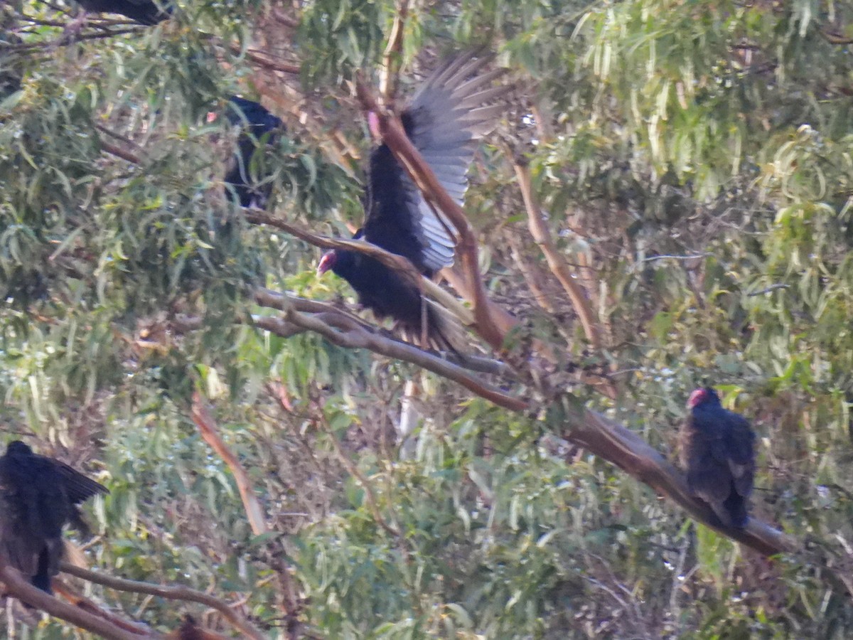 Turkey Vulture - ML646280399