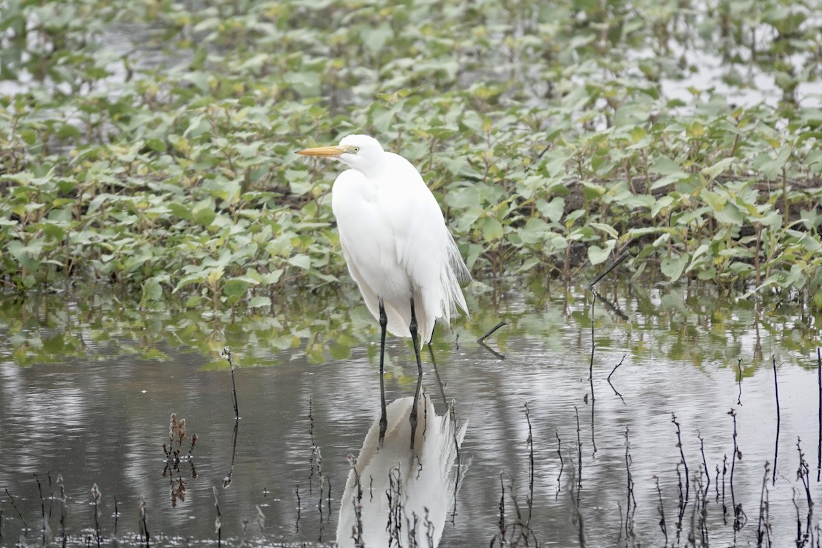 Great Egret - ML646280402