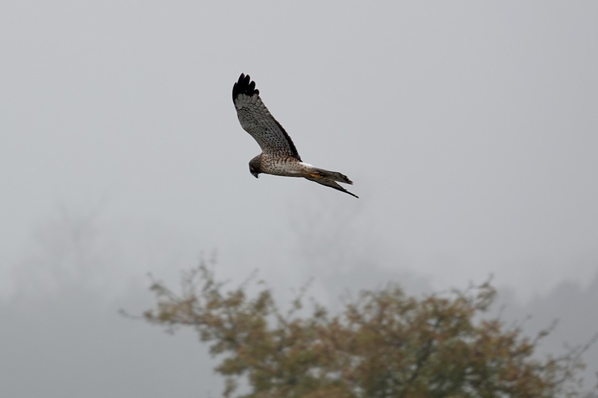 Northern Harrier - ML646280405