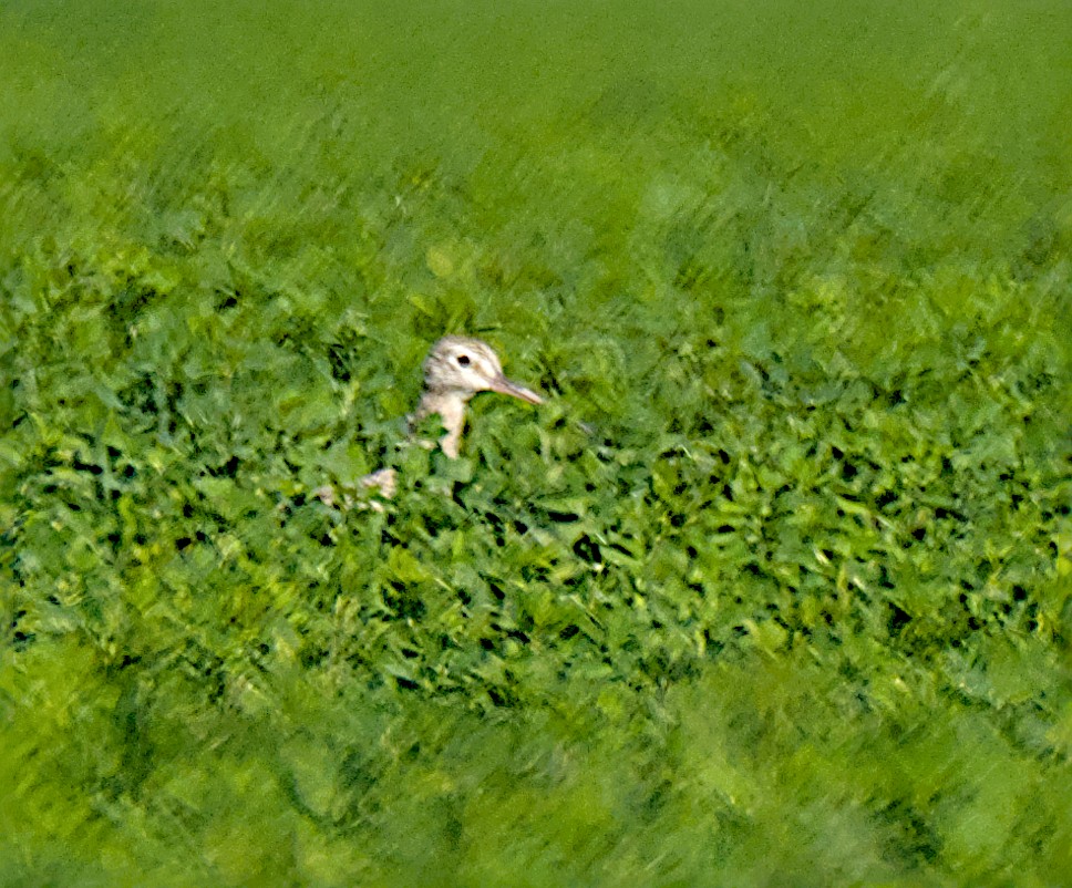 Uzun Gagalı Kervançulluğu - ML646280409