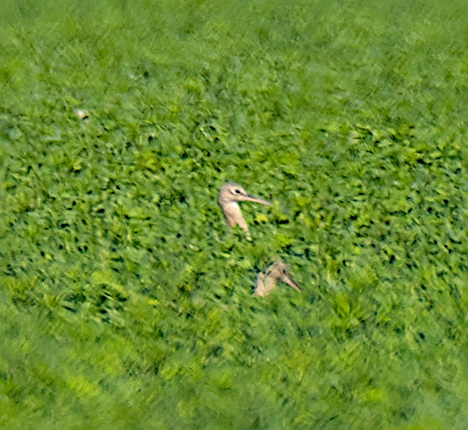 Uzun Gagalı Kervançulluğu - ML646280410