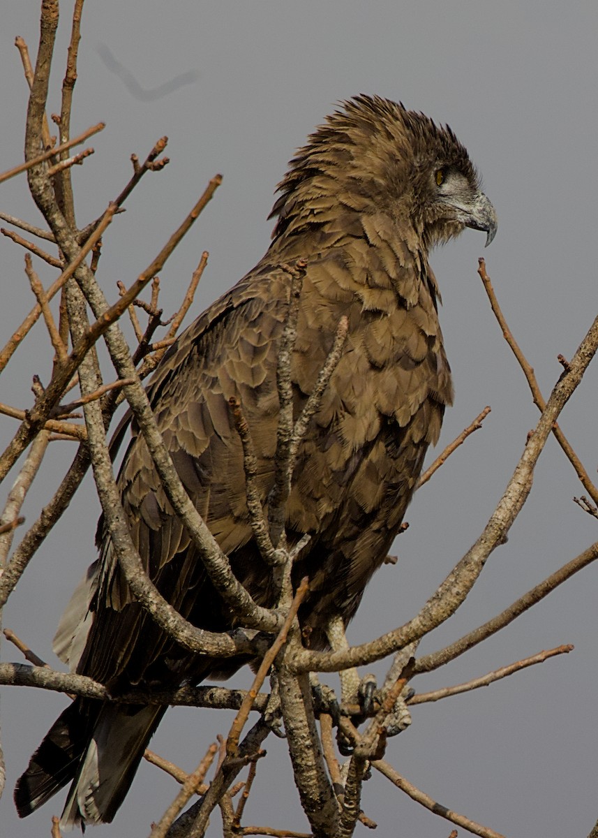 Brown Snake-Eagle - ML646280416