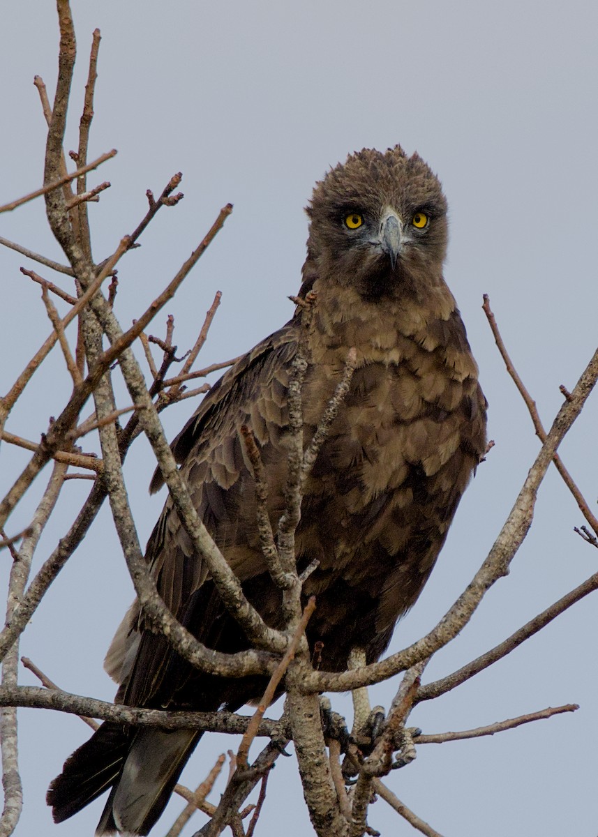 Brown Snake-Eagle - ML646280417