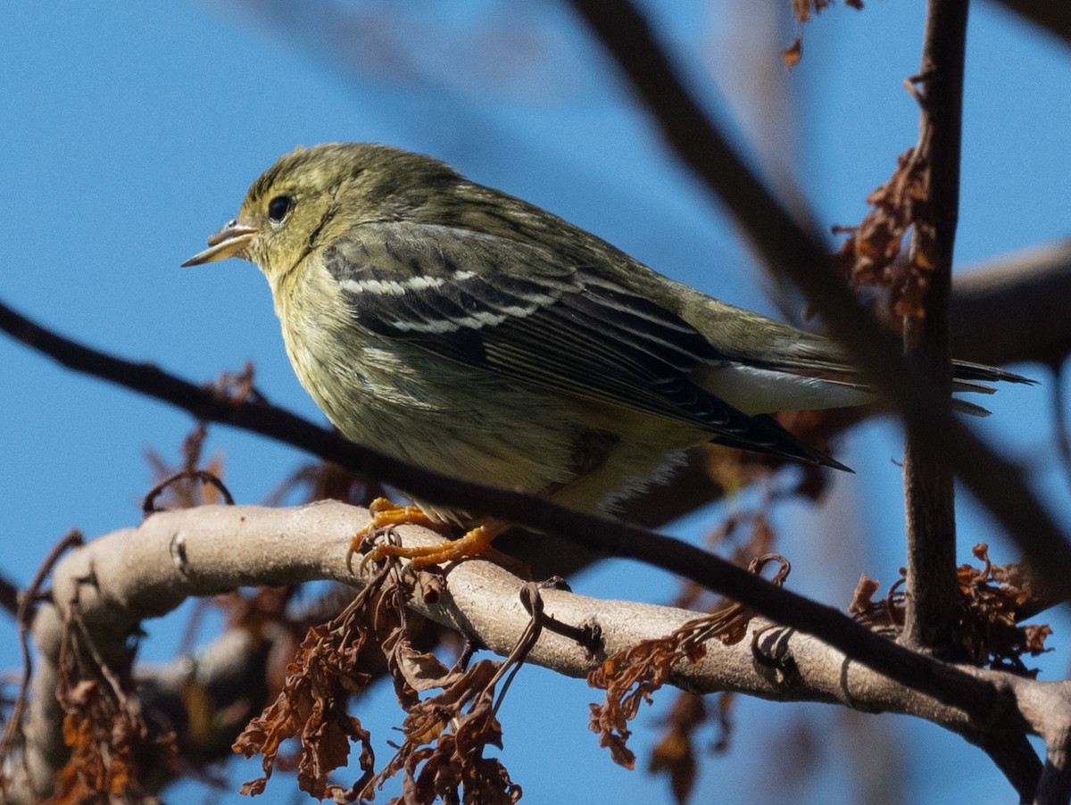 Blackpoll Warbler - ML646280418