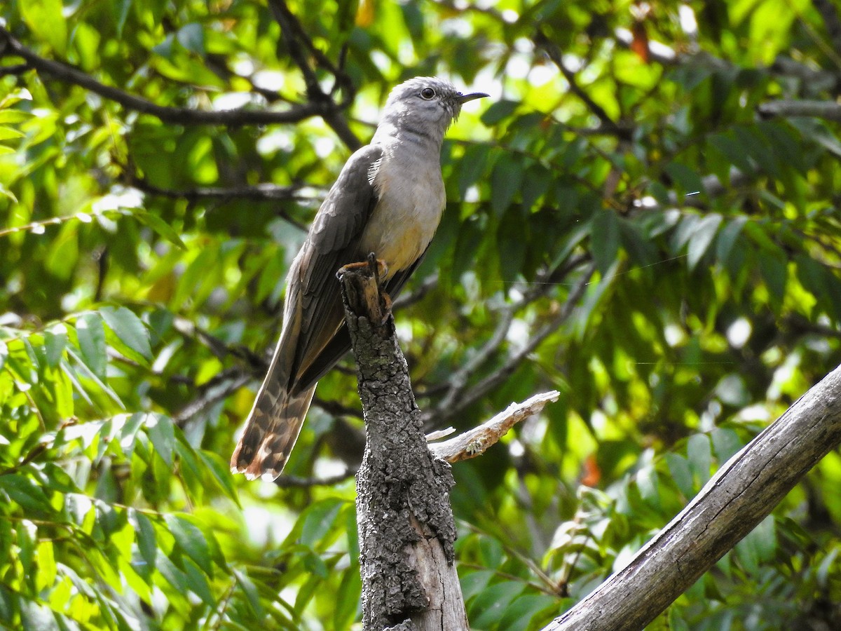 Sahul Brush Cuckoo - ML646280419