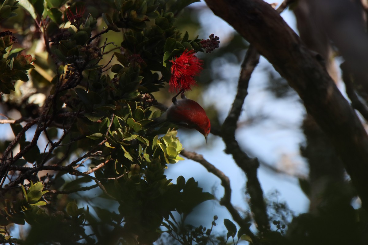 Apapane - ML646280422