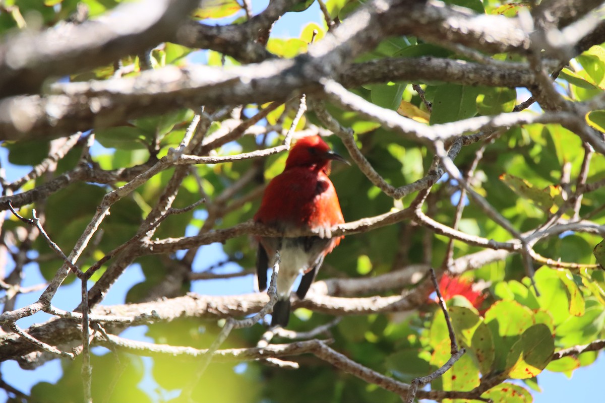 Apapane - ML646280424