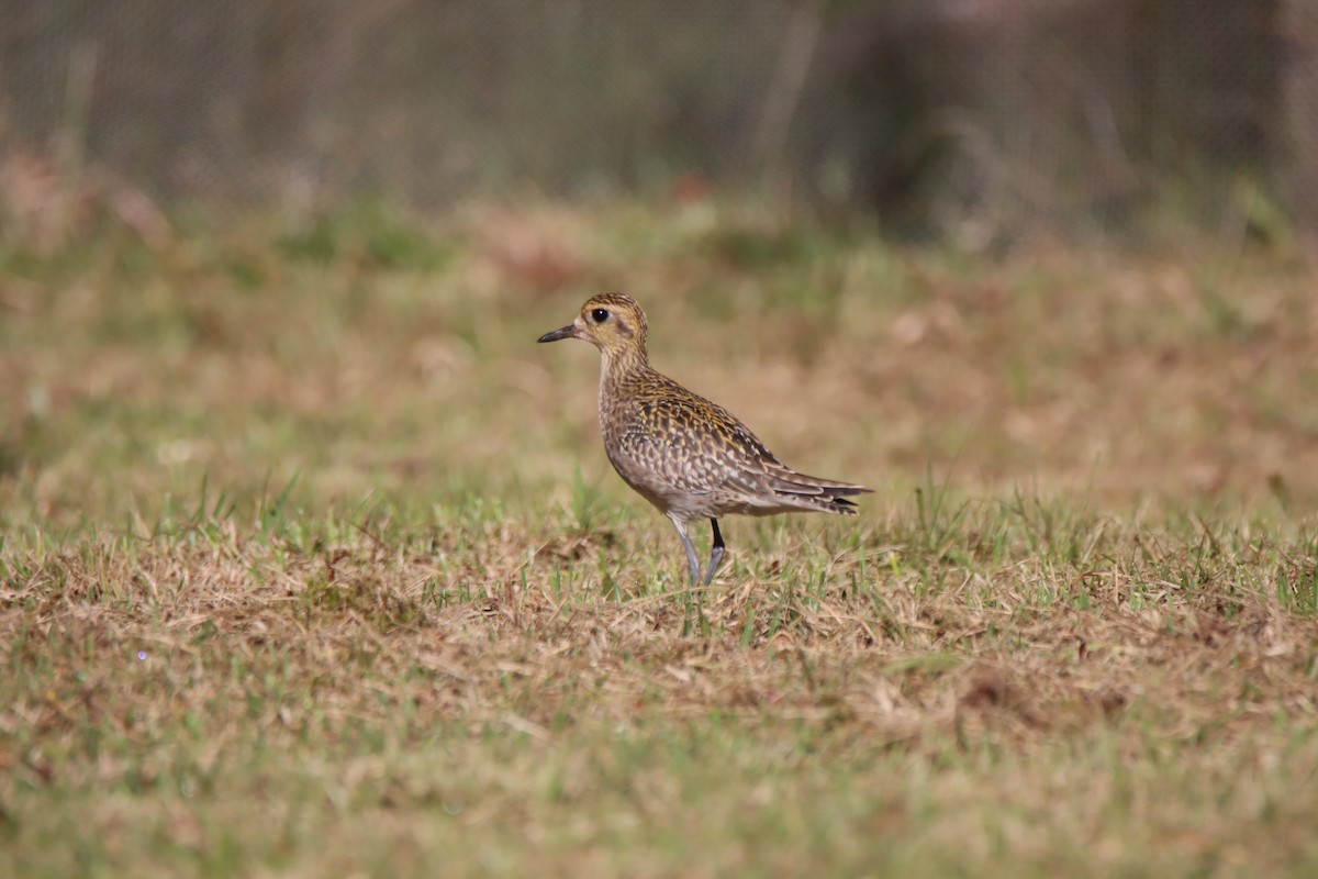 Piviere orientale - ML646280427