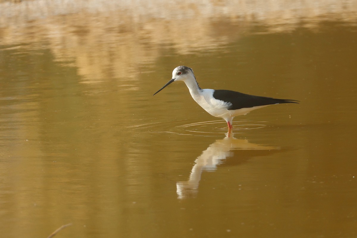 Cavaliere d'Italia - ML646280428