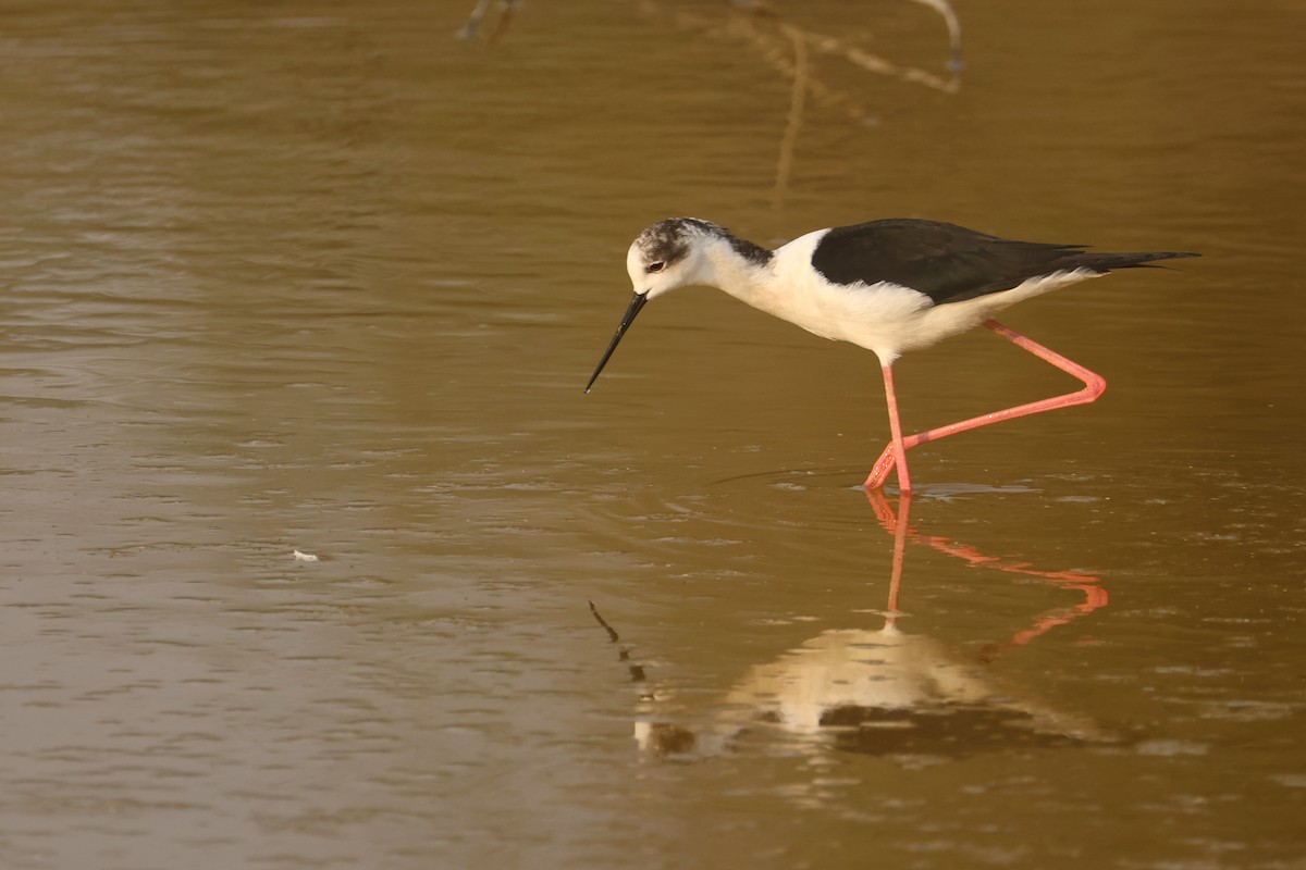 Cavaliere d'Italia - ML646280429