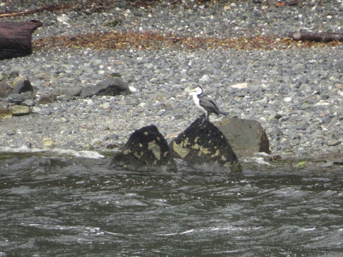 Pied Cormorant - ML646280430