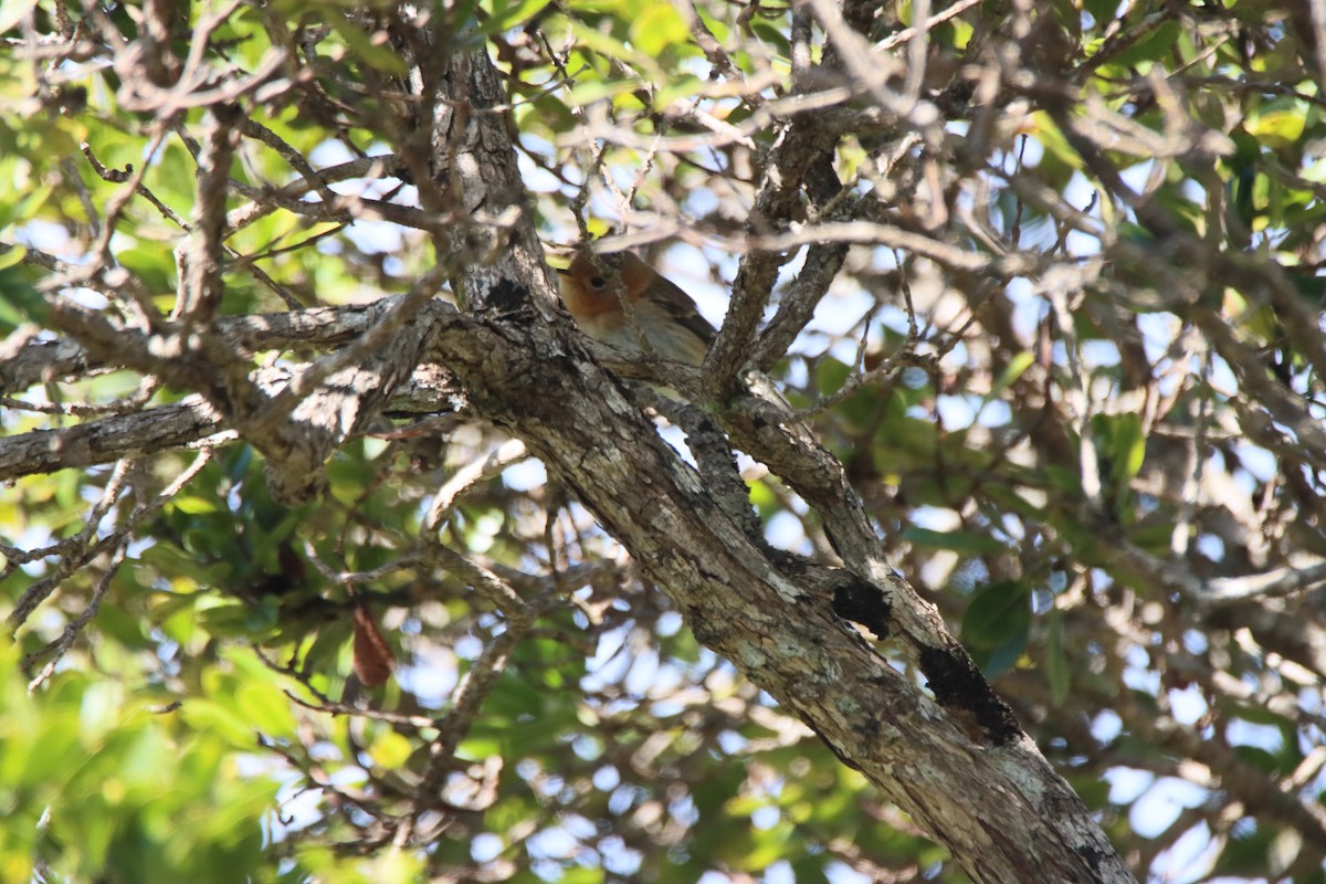 Kauai Elepaio - ML646280432