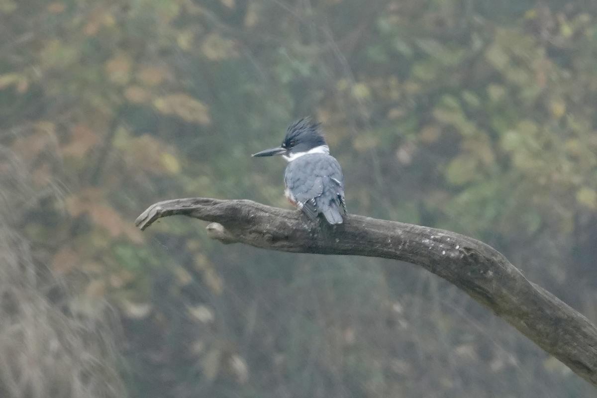 Belted Kingfisher - ML646280433