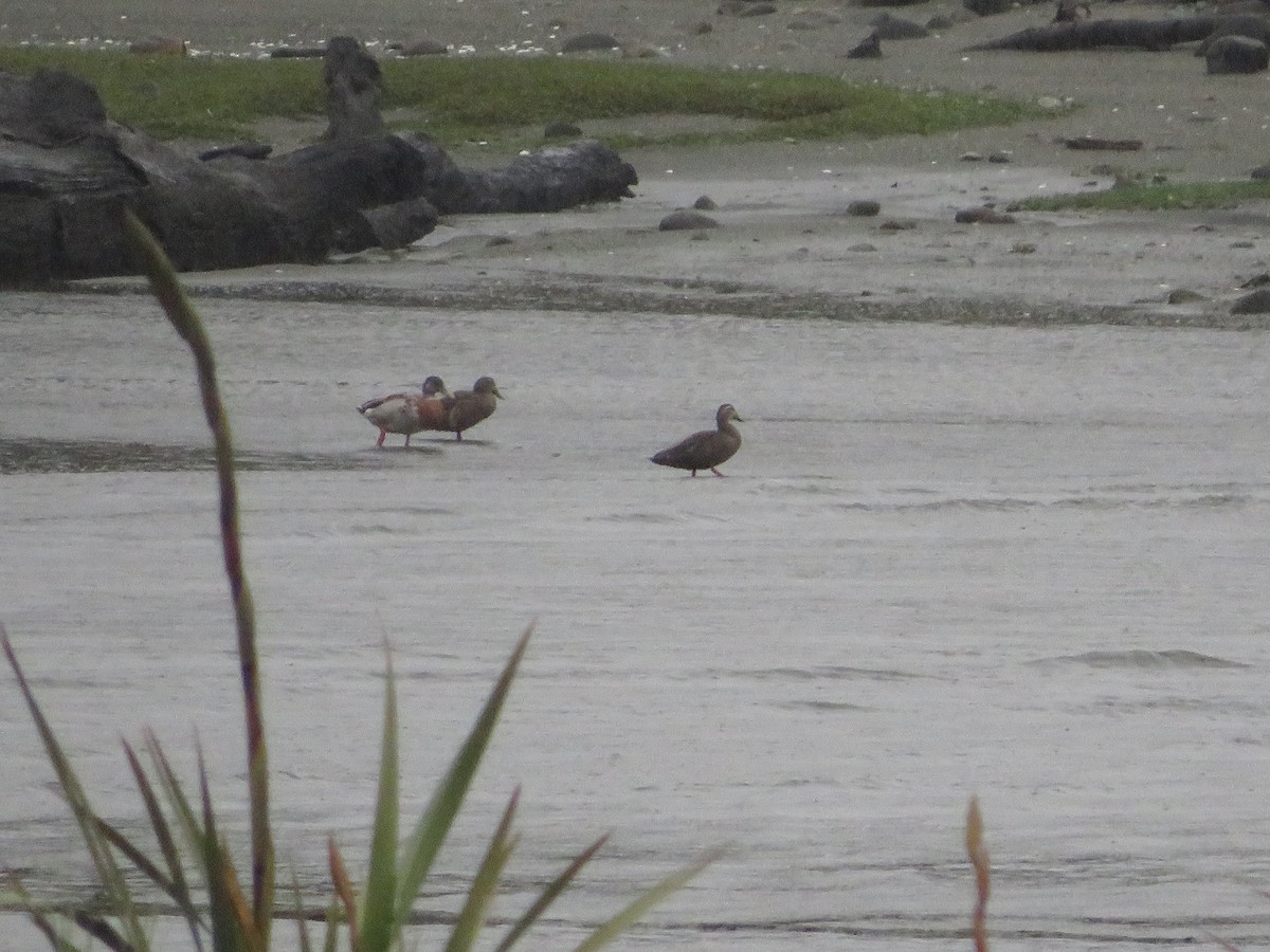 Germano reale - ML646280434