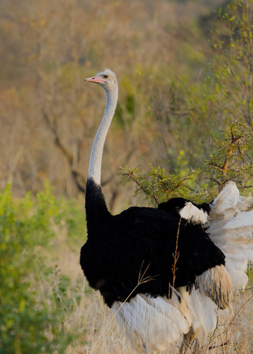 Common Ostrich - ML646280438