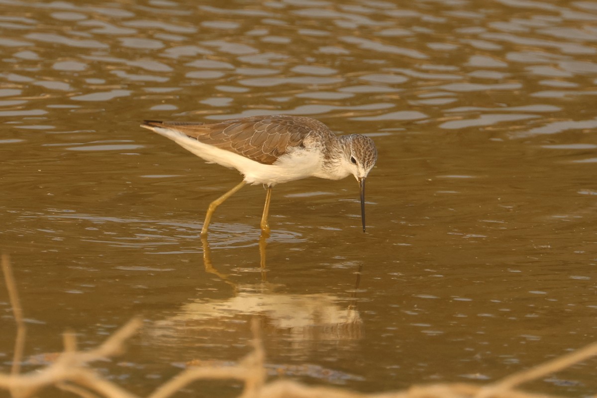 Albastrello - ML646280439