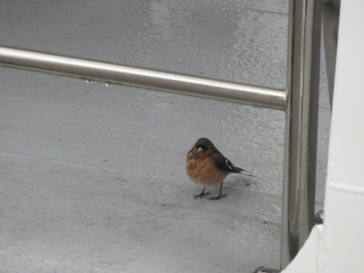 Fringuello - ML646280440