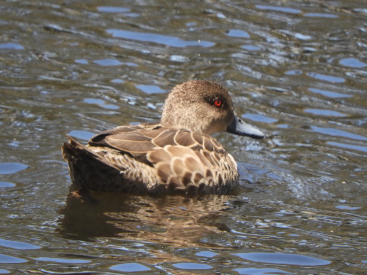 Chestnut Teal - ML646280443