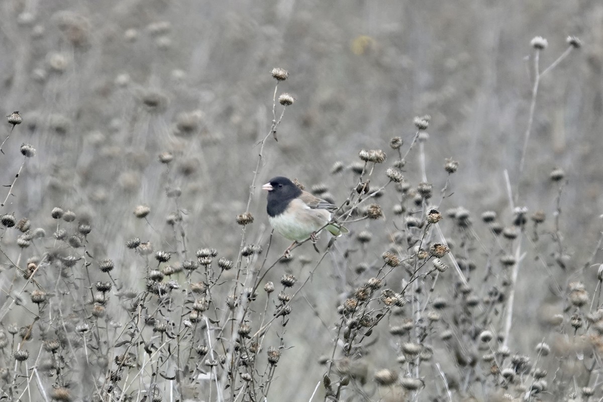 Dark-eyed Junco - ML646280446