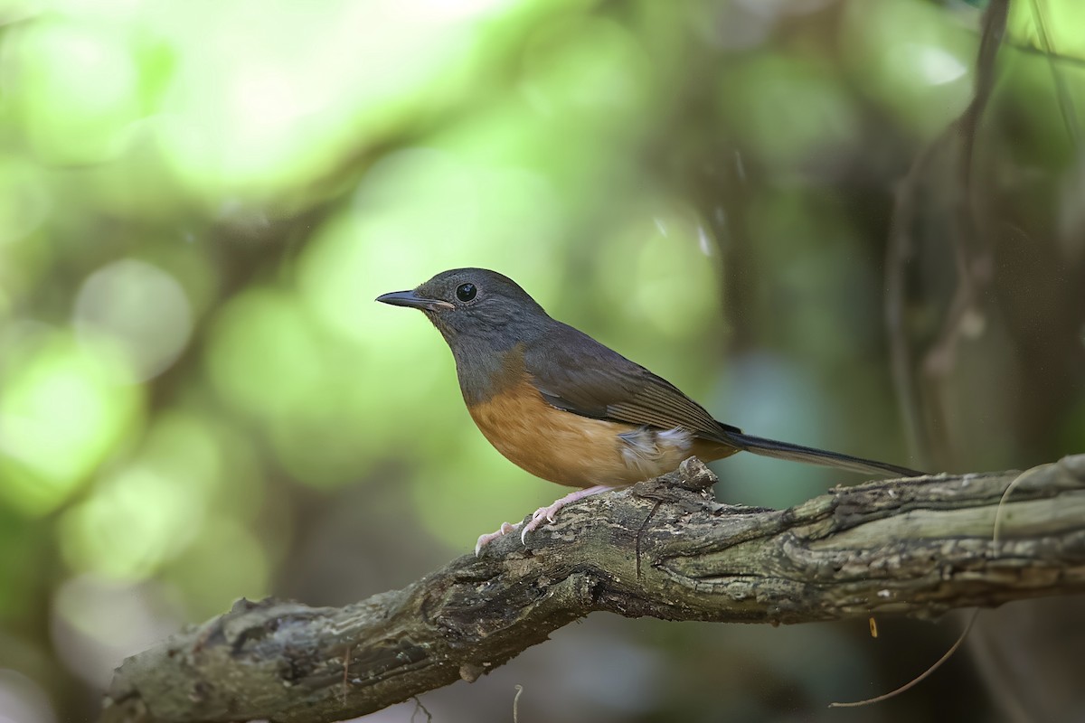 White-rumped Shama - ML646280449