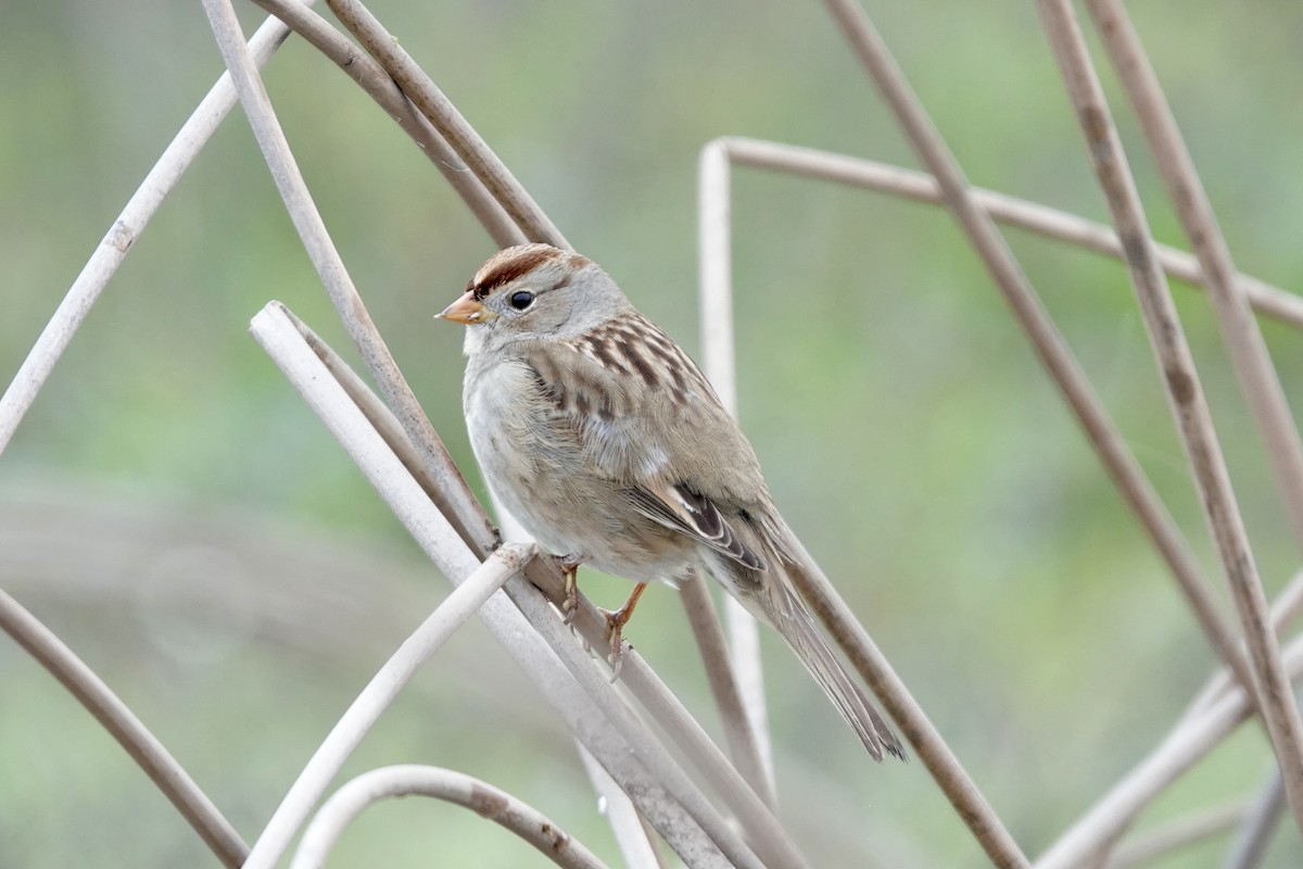 Porsuk Serçesi - ML646280452