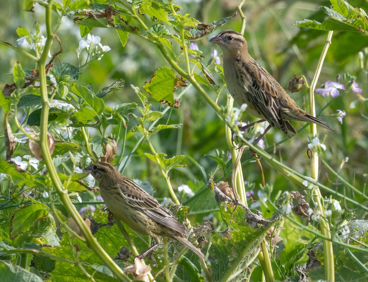 Bobolink - ML646280454