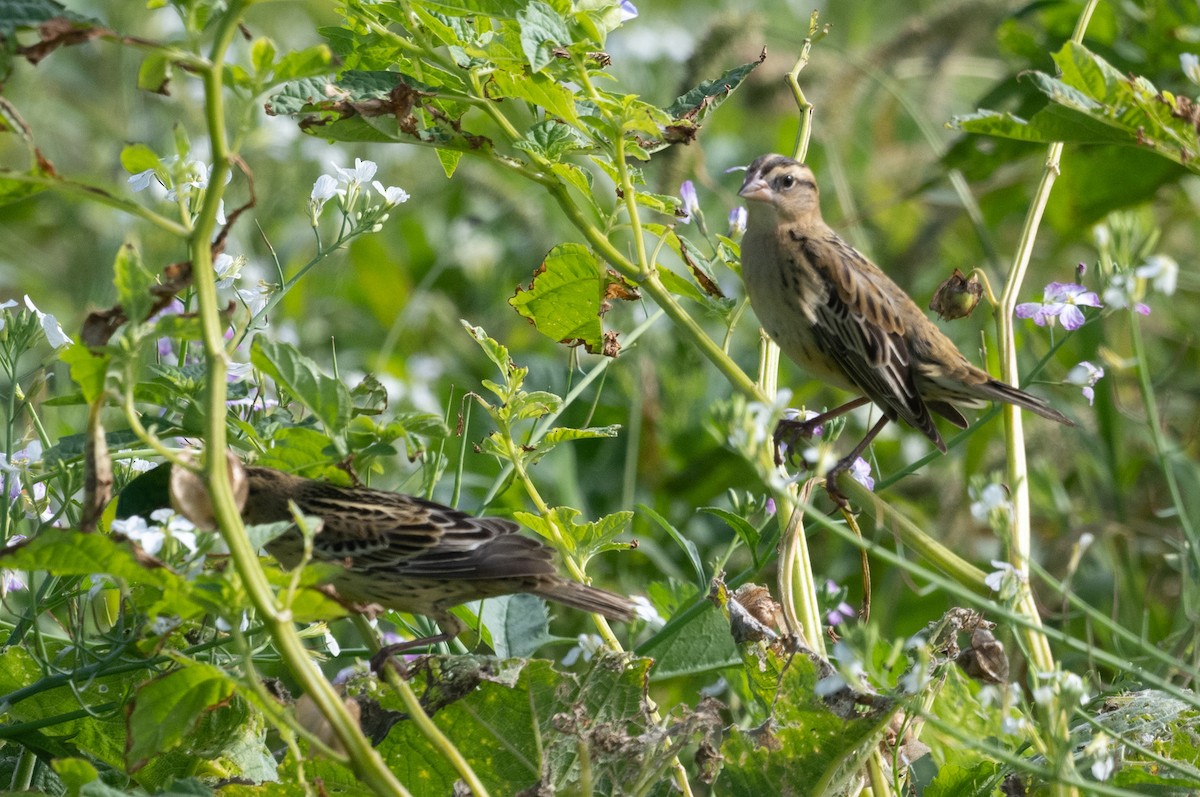 Bobolink - ML646280455