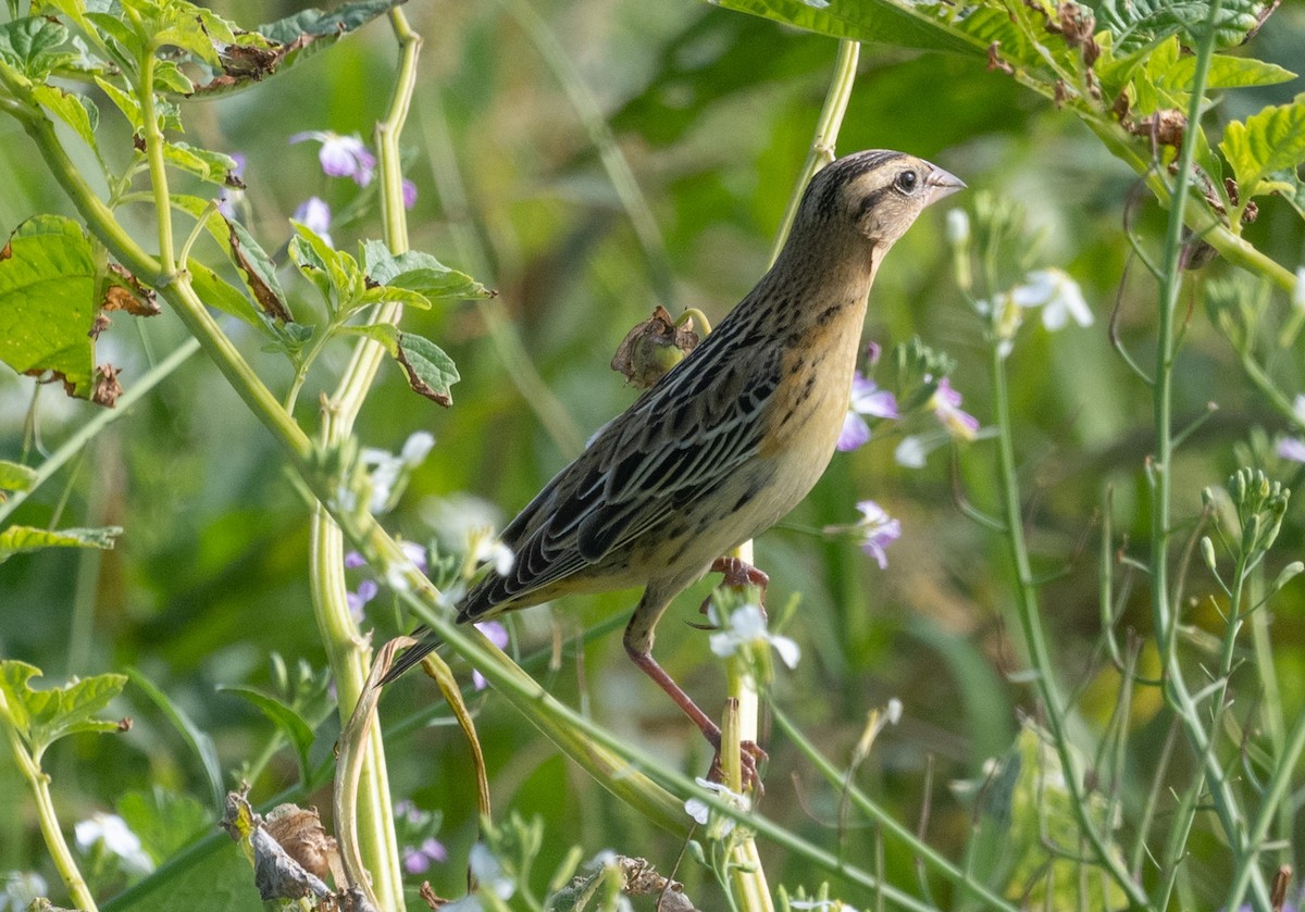 Bobolink - ML646280456