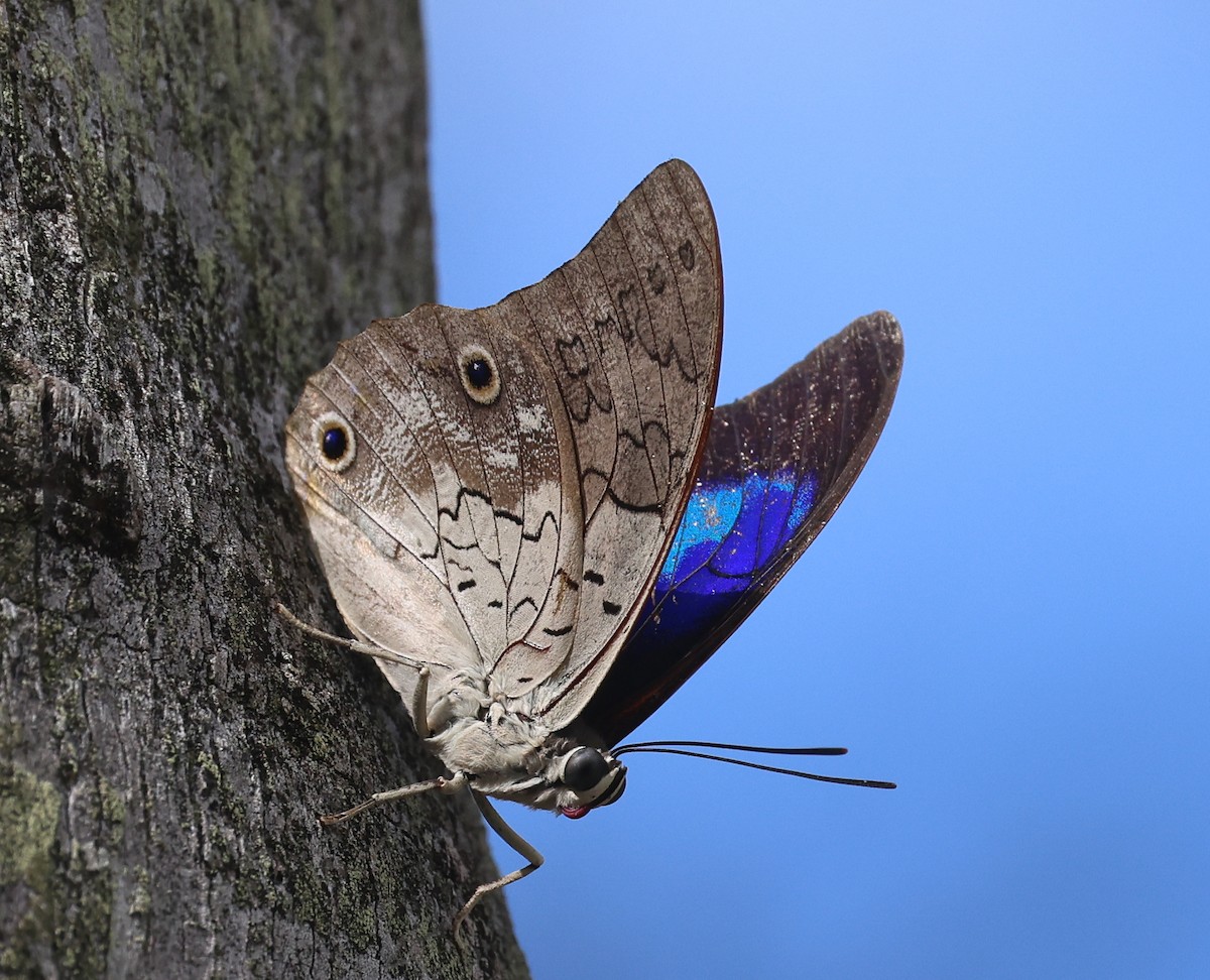 Animali - ML646280457