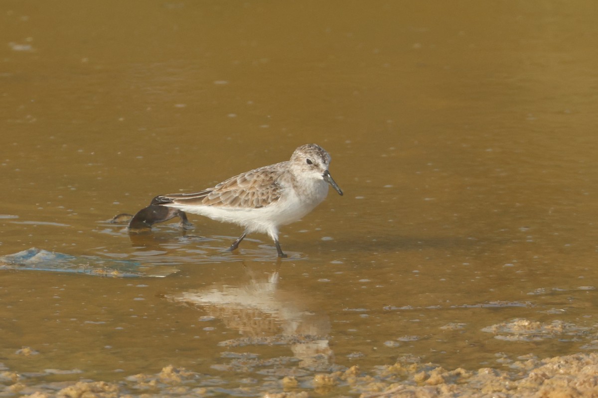 Little Stint - ML646280458