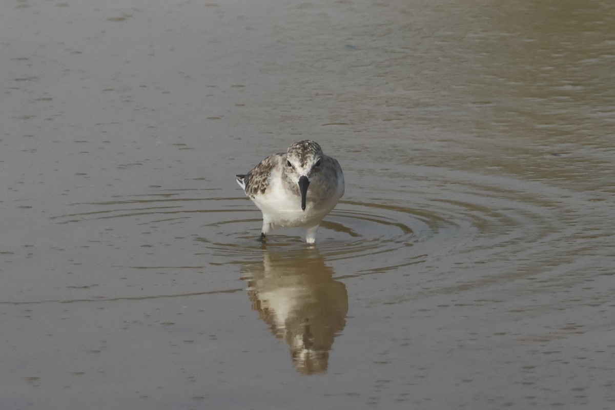 Little Stint - ML646280459
