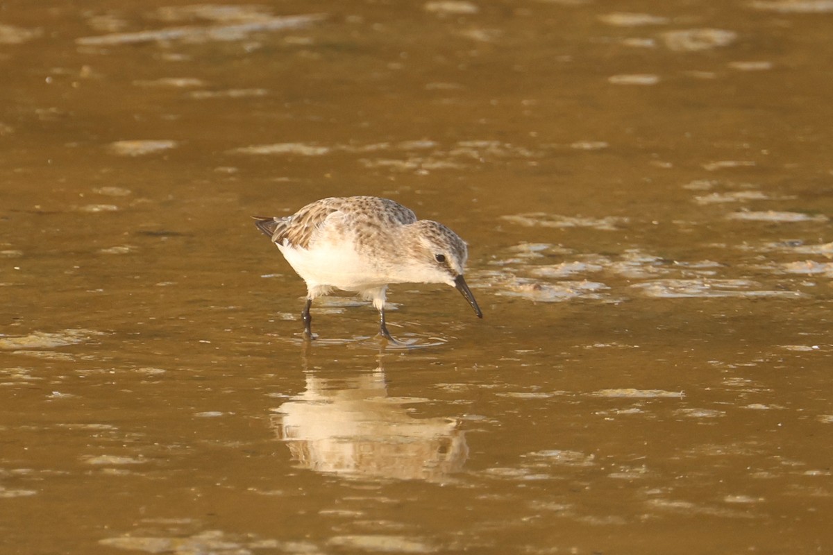 Little Stint - ML646280460