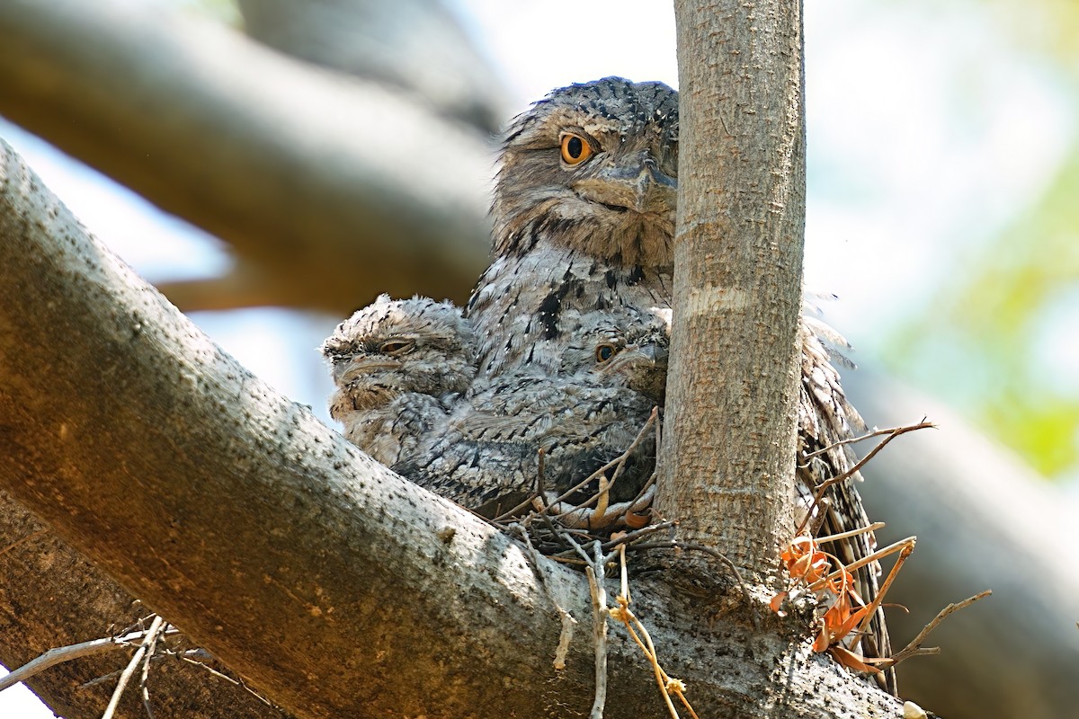 Podargo Australiano - ML646280465