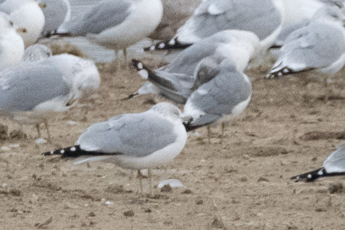 Short-billed Gull - ML646280467