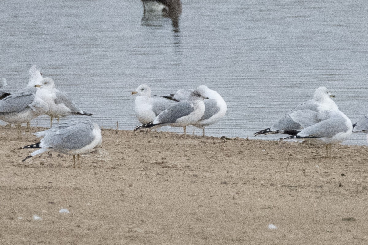 Short-billed Gull - ML646280468