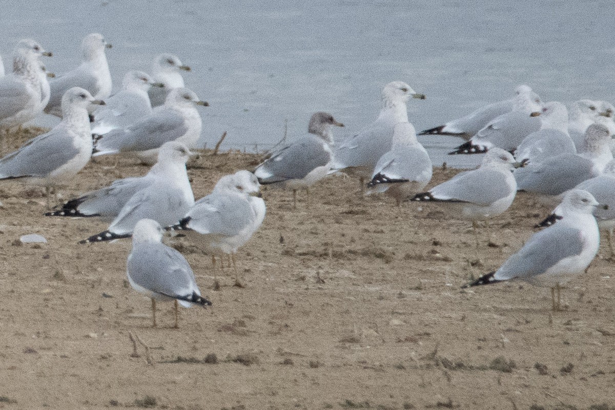 Short-billed Gull - ML646280469