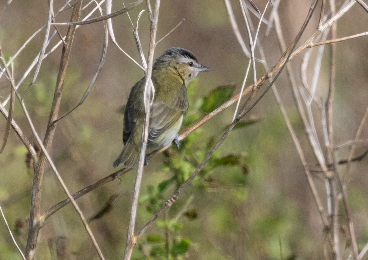 Kızıl Gözlü Vireo - ML646280477