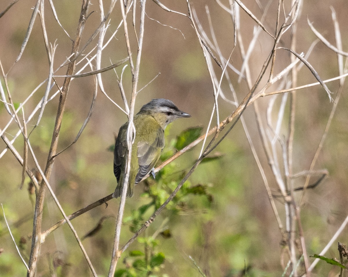 Kızıl Gözlü Vireo - ML646280478
