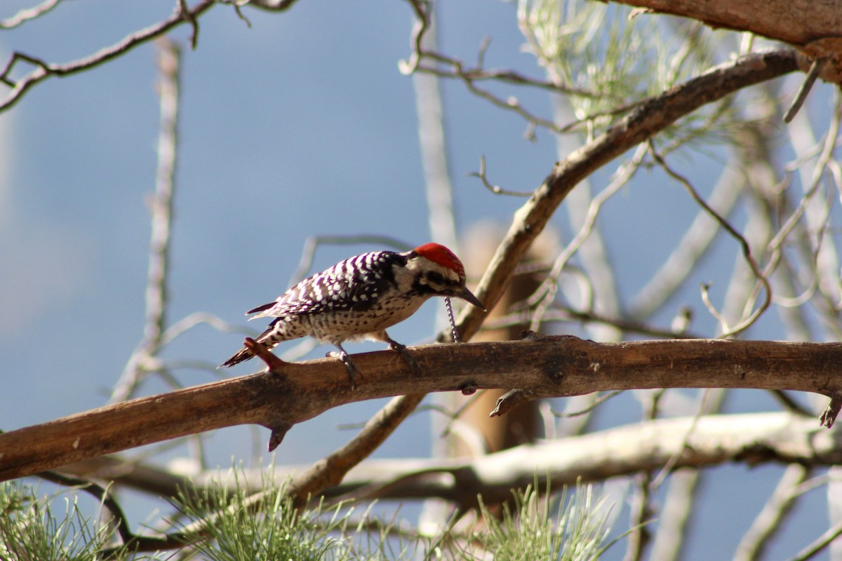 Ladder-backed Woodpecker - ML646280481