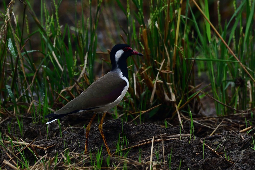 Red-wattled Lapwing - ML646280490