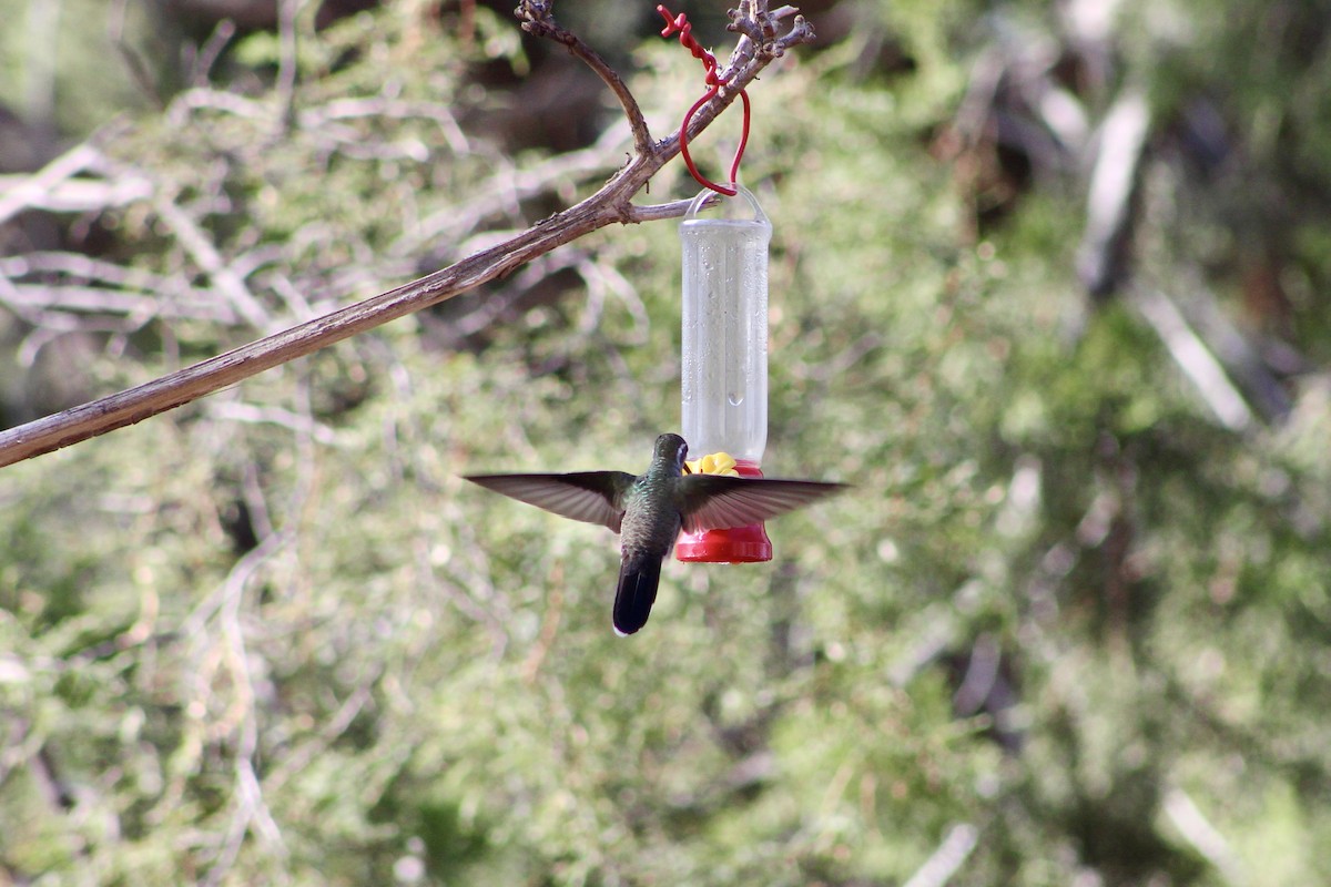 Blue-throated Mountain-gem - ML646280491