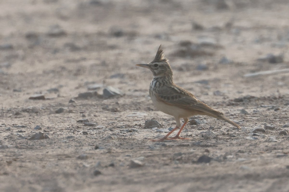 Tepeli Toygar [cristata grubu] - ML646280494